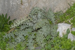 Onopordum bracteatum