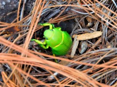 Chrysina psittacina