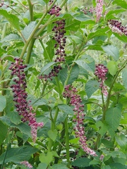 Phytolacca thyrsiflora