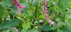 Phytolacca thyrsiflora