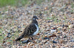 Geophaps scripta peninsulae