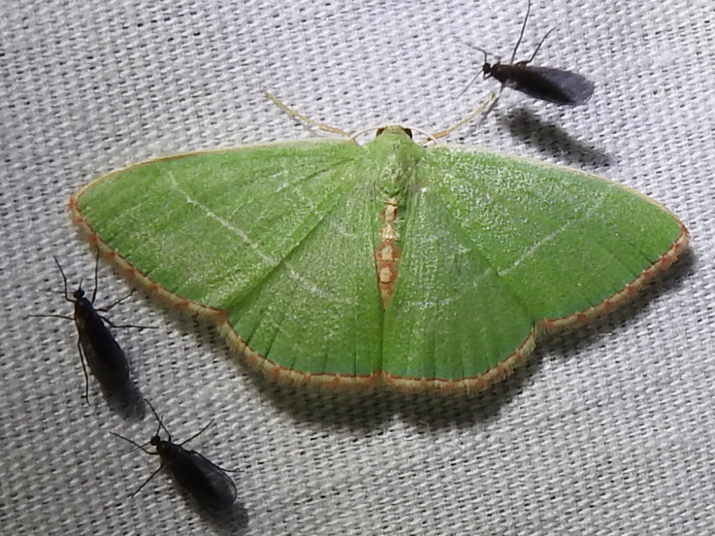 Nemoria festaria