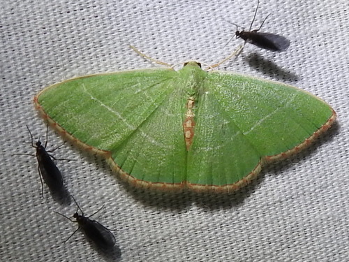 Nemoria festaria