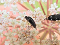 Stenomordellaria neglecta