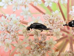 Stenomordellaria neglecta