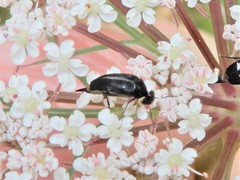 Stenomordellaria neglecta