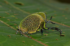 Arcas imperialis