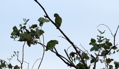 Psitteuteles versicolor