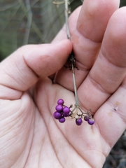 Callicarpa bodinieri