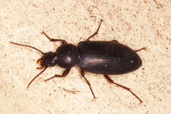 Derosphaerius