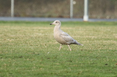 Larus argentatus × hyperboreus