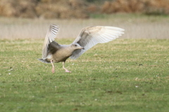 Larus argentatus × hyperboreus