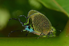 Arcas imperialis