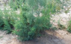 Tamarix chinensis