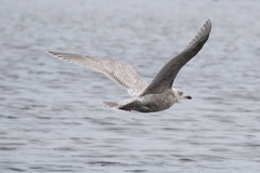 Larus argentatus × hyperboreus