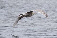 Larus argentatus × hyperboreus