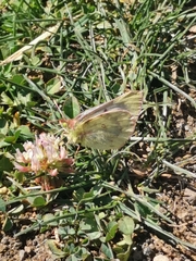 Colias vauthierii