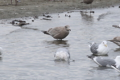 Larus argentatus × hyperboreus