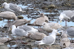 Larus argentatus × hyperboreus