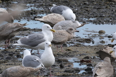 Larus argentatus × hyperboreus