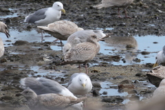 Larus argentatus × hyperboreus