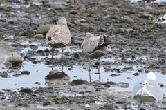 Larus argentatus × hyperboreus