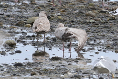 Larus argentatus × hyperboreus