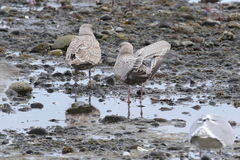 Larus argentatus × hyperboreus