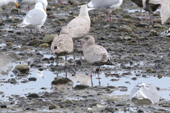 Larus argentatus × hyperboreus