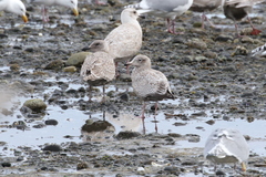 Larus argentatus × hyperboreus