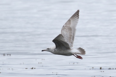 Larus argentatus × hyperboreus