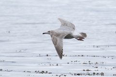Larus argentatus × hyperboreus