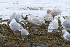 Larus argentatus × hyperboreus