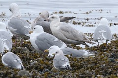 Larus argentatus × hyperboreus