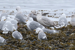 Larus argentatus × hyperboreus