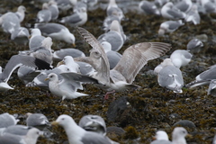 Larus argentatus × hyperboreus
