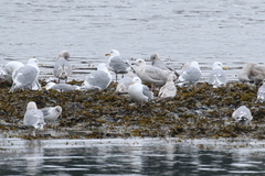 Larus argentatus × hyperboreus