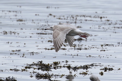 Larus argentatus × hyperboreus