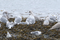 Larus argentatus × hyperboreus