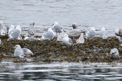 Larus argentatus × hyperboreus
