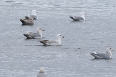 Larus argentatus × hyperboreus