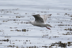 Larus argentatus × hyperboreus