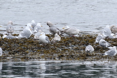 Larus argentatus × hyperboreus