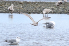 Larus argentatus × hyperboreus