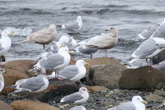 Larus argentatus × hyperboreus