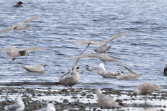 Larus argentatus × hyperboreus