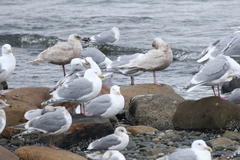 Larus argentatus × hyperboreus