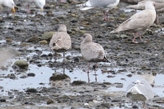 Larus argentatus × hyperboreus