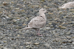Larus argentatus × hyperboreus