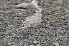 Larus argentatus × hyperboreus